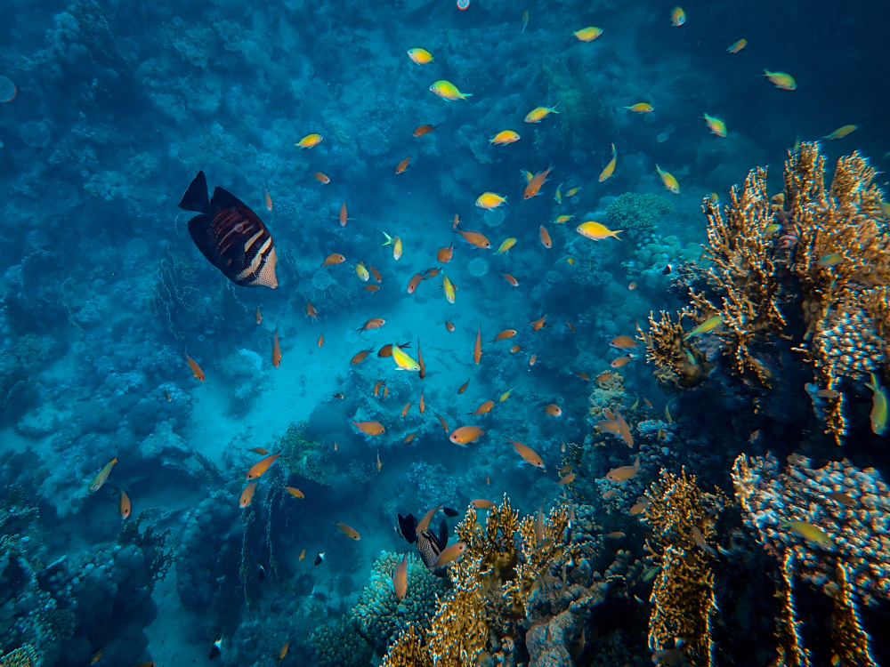 Ocean 